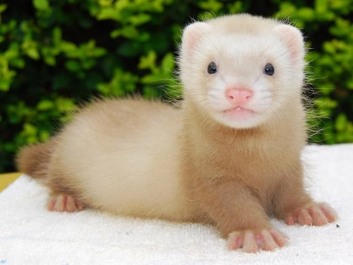 全球进口婴童成人营养品保健品OEM贴牌代加工“十大足球赌注软