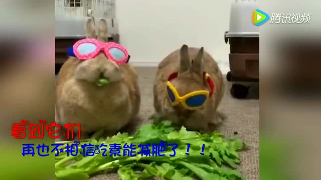 足球赌注软件APP