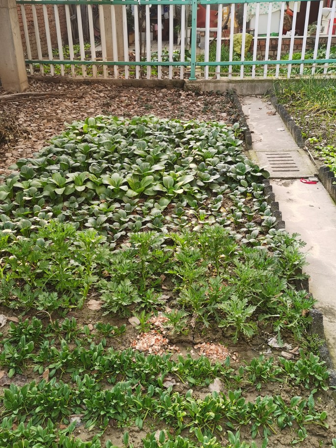 复星国际对阿根廷金属矿仍情有独钟|十大足球赌注软件排行榜