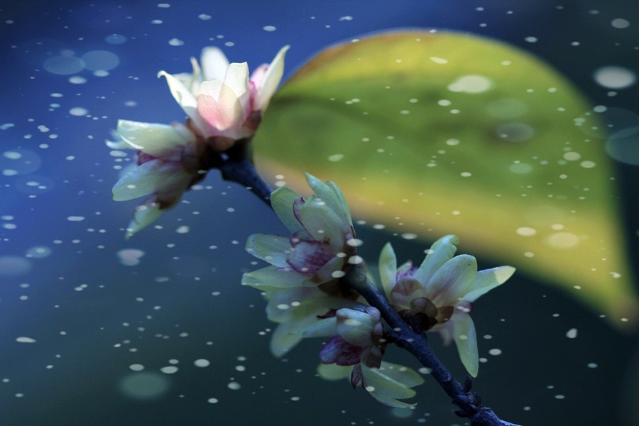 足球赌注软件APP