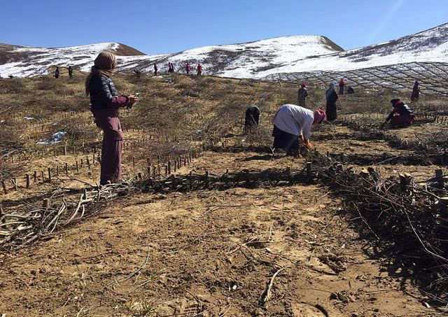 足球赌注软件APP