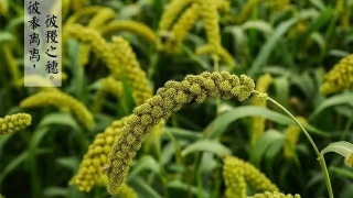 十大足球赌注软件排行榜