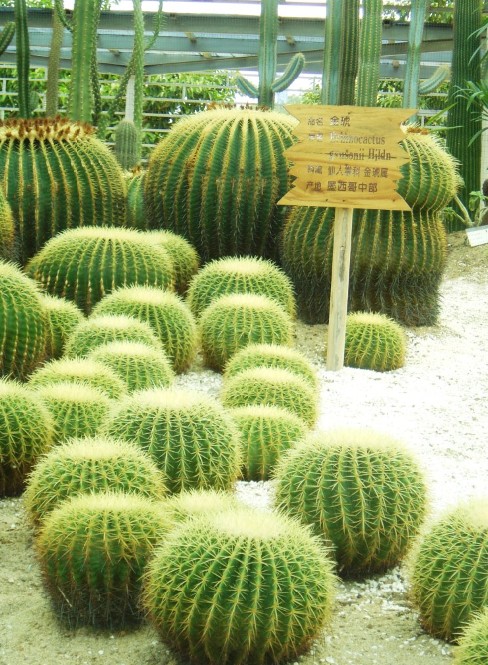 墨西哥对亚洲出口产品从肉类食品和矿产品向汽车和机械设备转变【